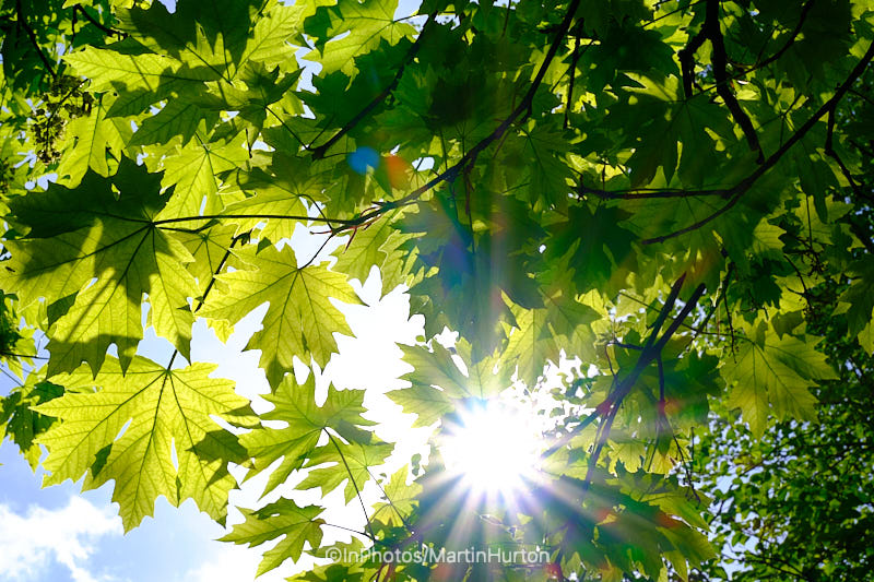 Capturing Mindfulness: The Therapeutic Process of Photography